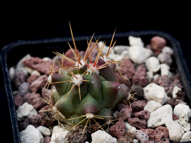 Ferocactus flavovirens CH157