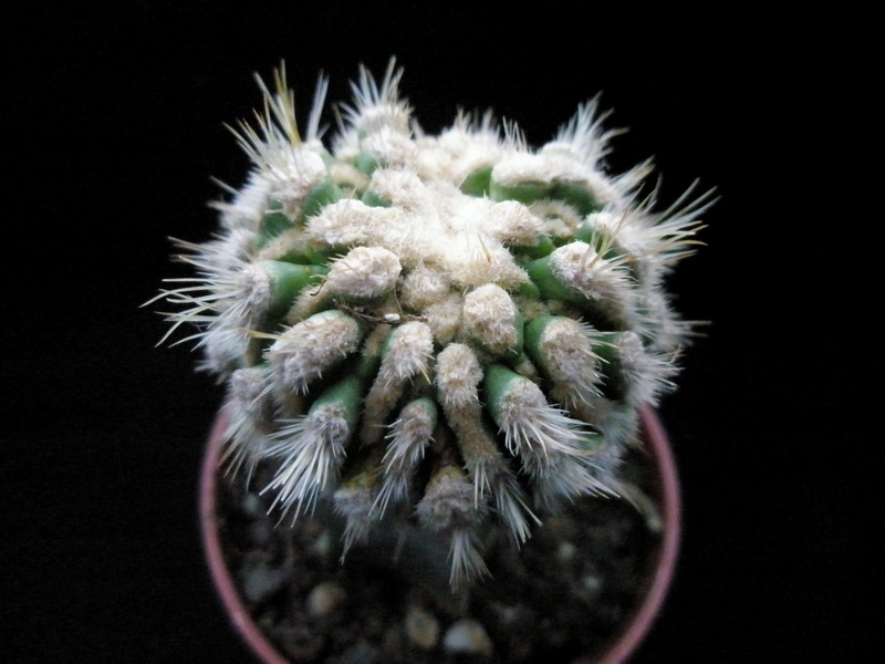 echinofossulocactus vaupelianus f. monstruosus