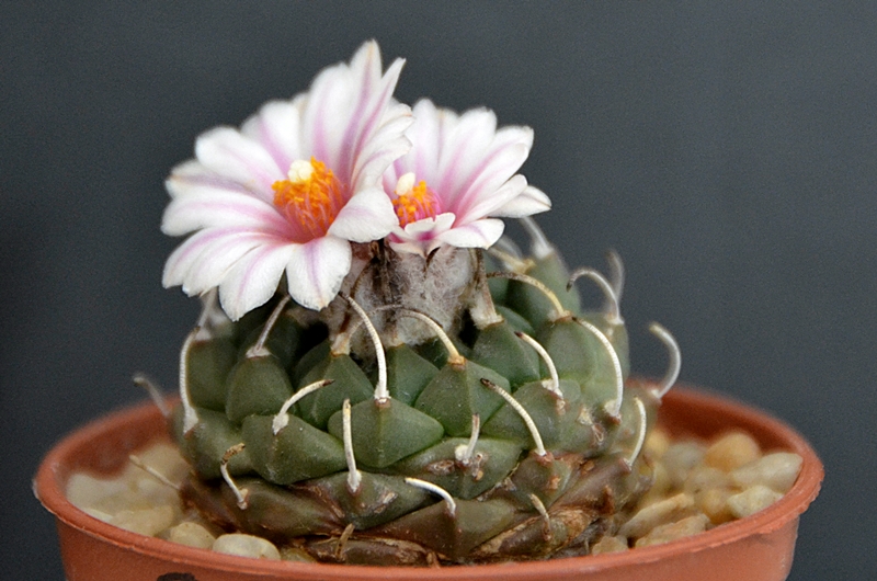 Turbinicarpus schmiedickeanus v. panarottoi 