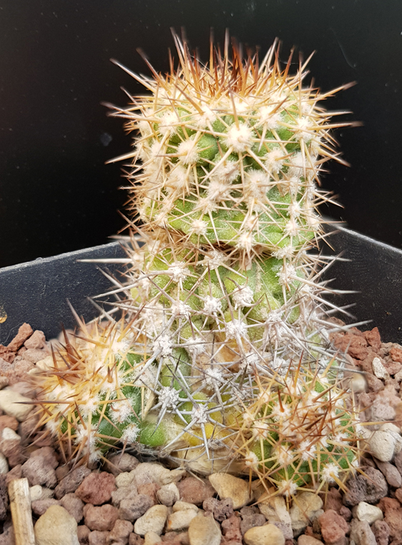 Copiapoa decorticans 