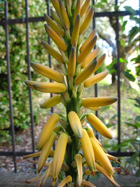 Aloe vera x arborescens 