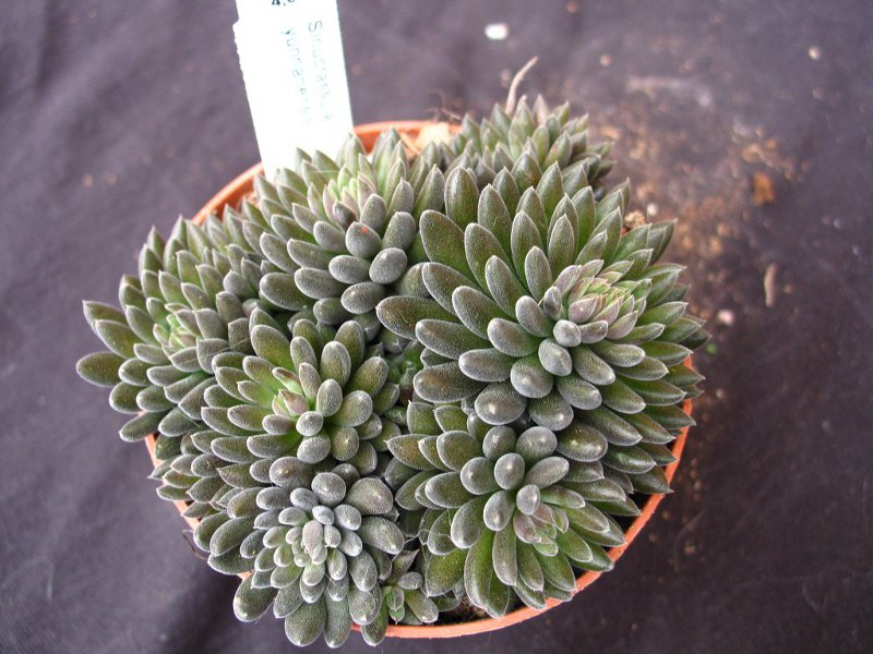 Sinocrassula yunnanensis 