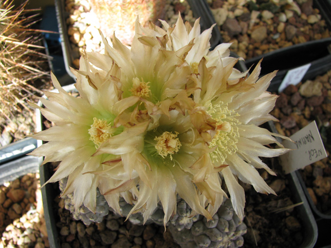 Neoporteria napina 