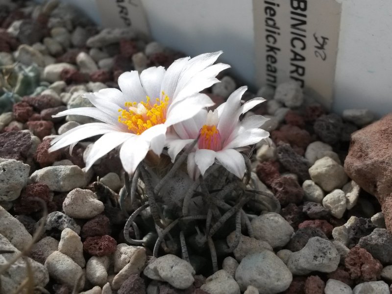 Turbinicarpus schmiedickeanus RS 748