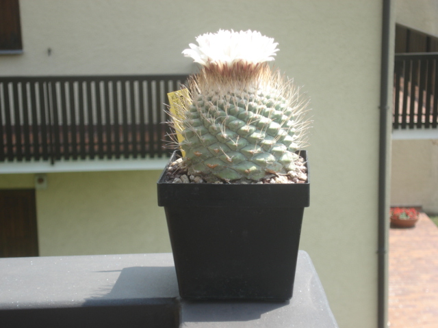 Strombocactus disciformis 