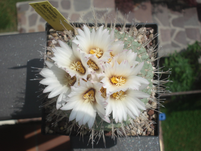 Strombocactus disciformis 