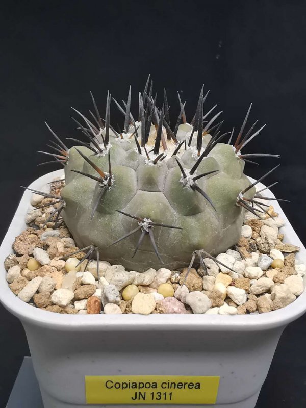 Copiapoa cinerea JN1311