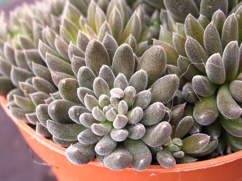 Sinocrassula yunnanensis 