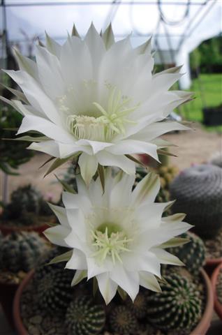 Echinopsis eyriesii 