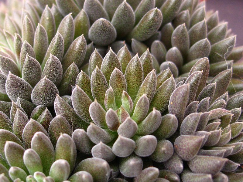 Sinocrassula yunnanensis 