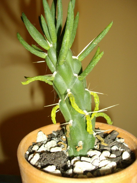  Cylindropuntia subulata 