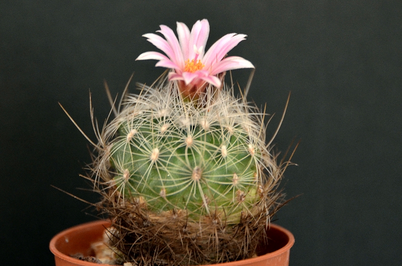 Turbinicarpus knuthianus RS 678