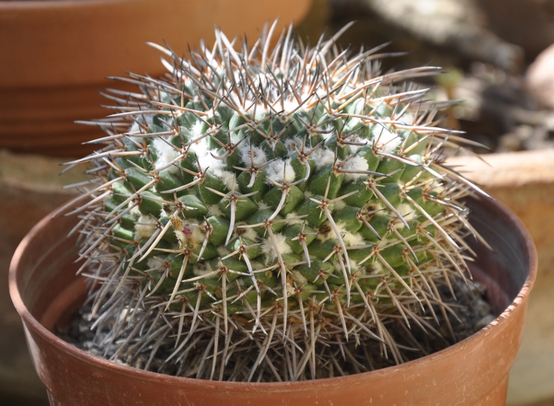 Mammillaria gigantea ssp. flavovirens ROG 573