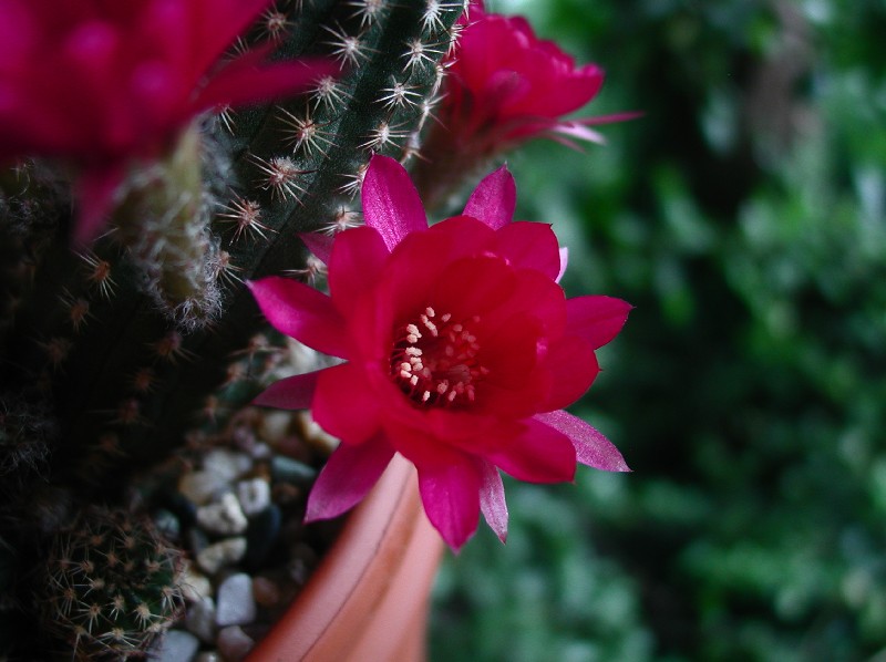 chamaecereus ibrido violetto