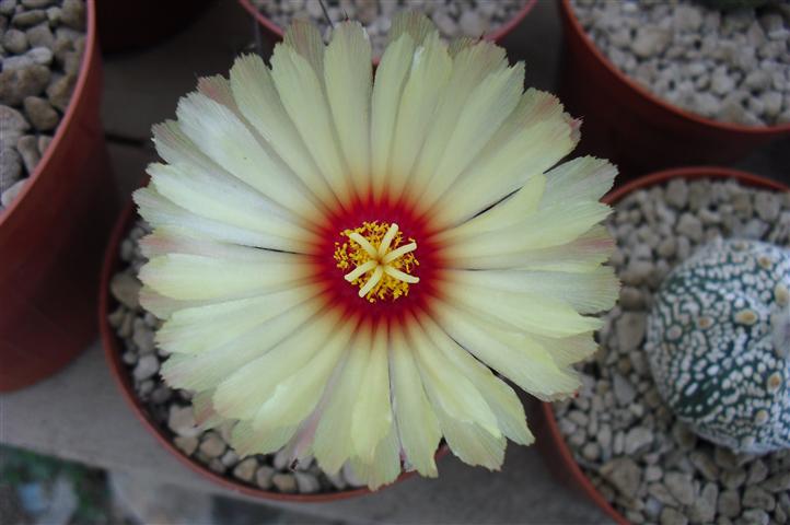 Astrophytum capricorne 