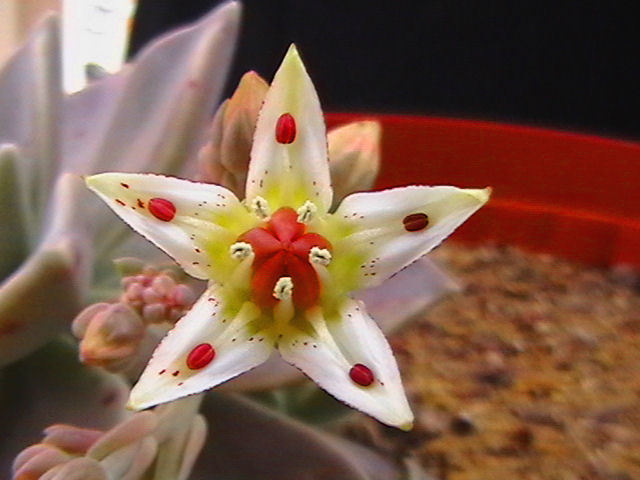 Graptopetalum paraguayense 