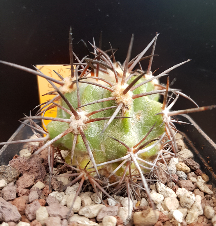 Copiapoa solaris JA 274