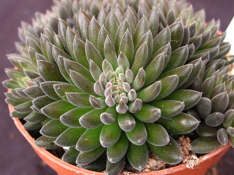 Sinocrassula yunnanensis 