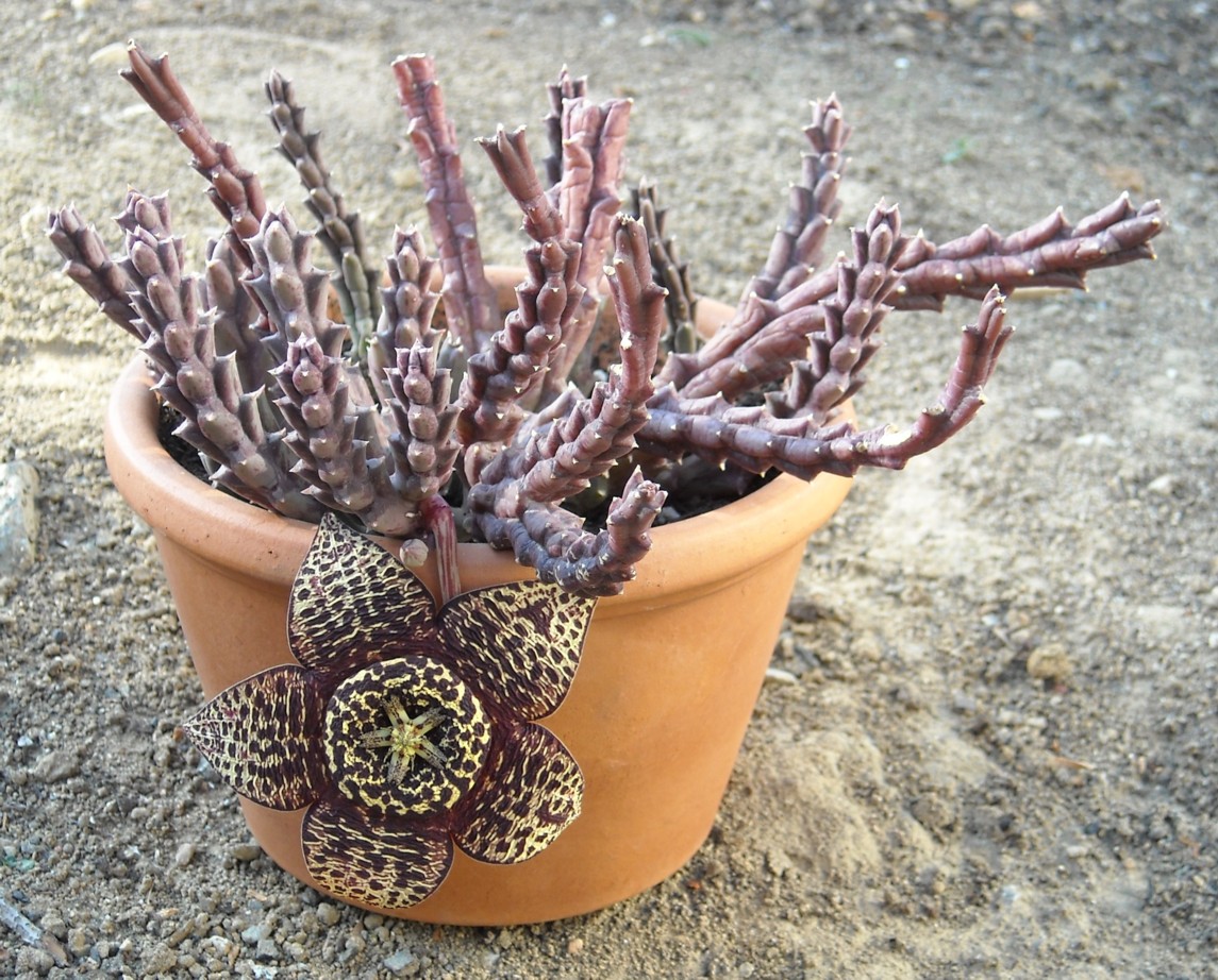 Stapelia variegata 