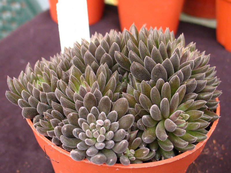 Sinocrassula yunnanensis 