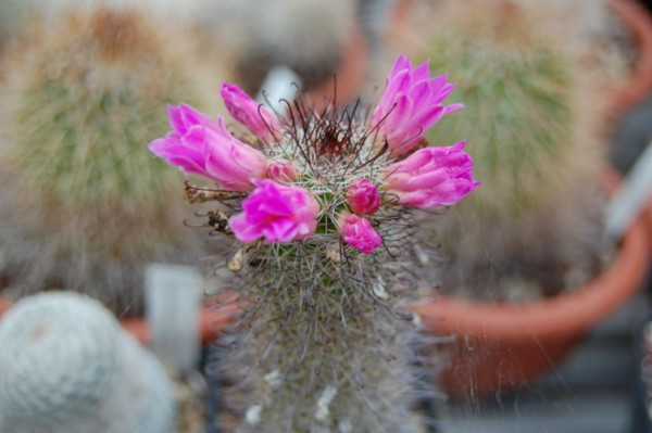 Mammillaria occidentalis 