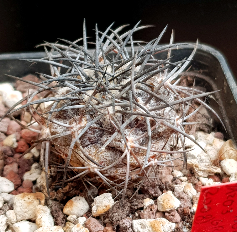 Copiapoa griseoviolacea JA 203