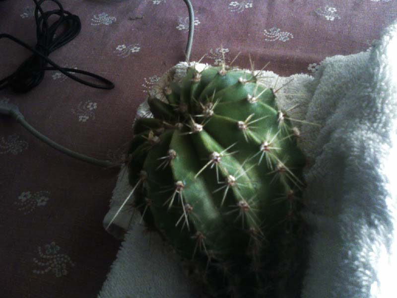 Echinopsis 1 a  
