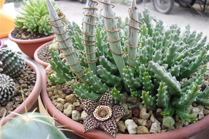 Orbea variegata 