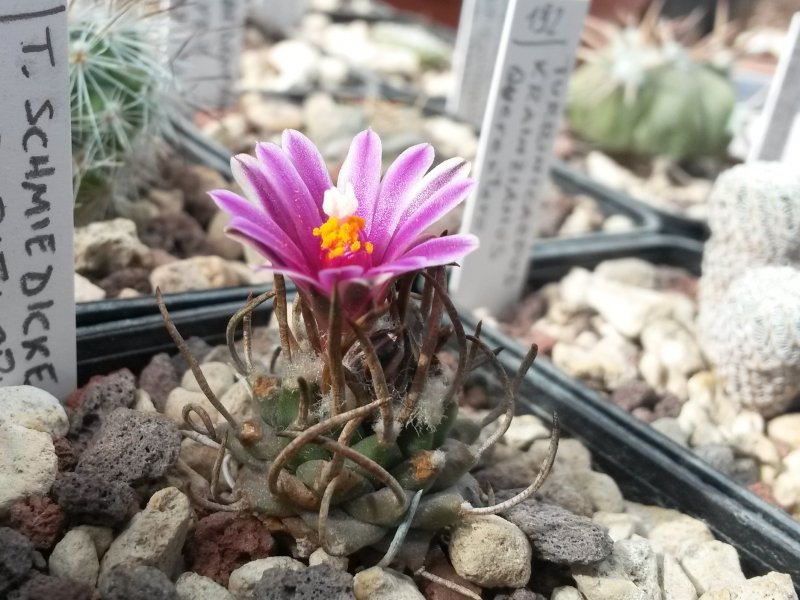 Turbinicarpus schmiedickeanus ssp. rubriflorus 