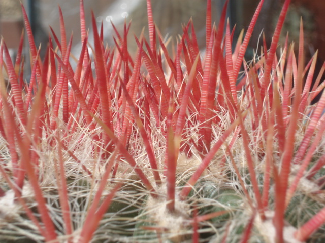 Ferocactus pilosus 