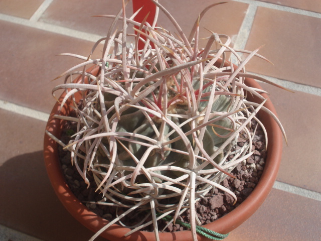 Echinocactus polycephalus 