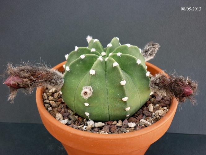 Echinopsis subdenudata 
