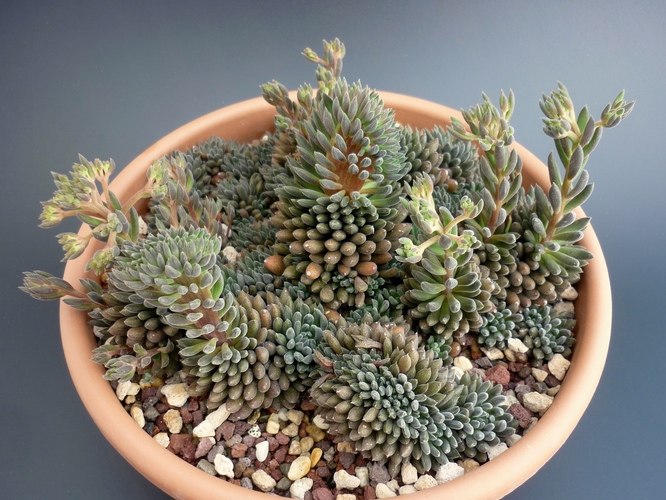 Sinocrassula yunnanensis 