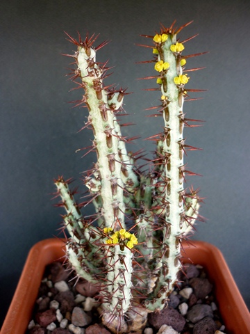 Euphorbia aeruginosa 