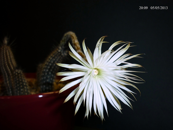 Setiechinopsis mirabilis 