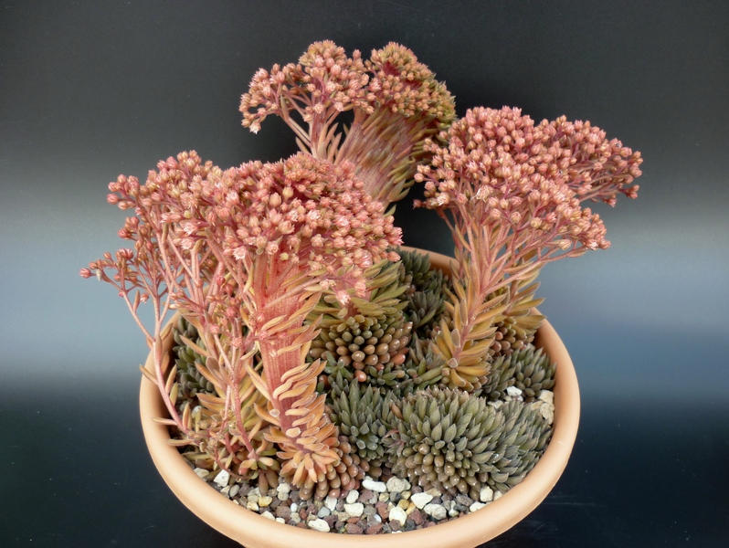 Sinocrassula yunnanensis 