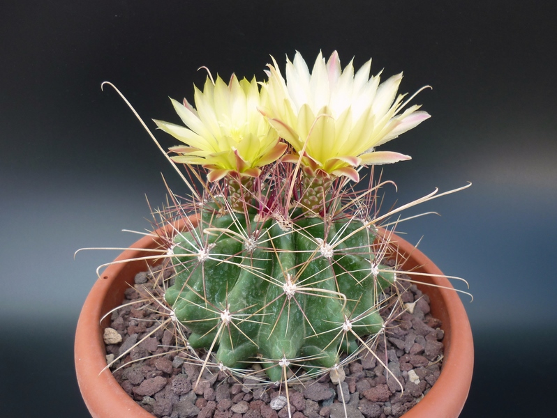 Ferocactus hamatacanthus 