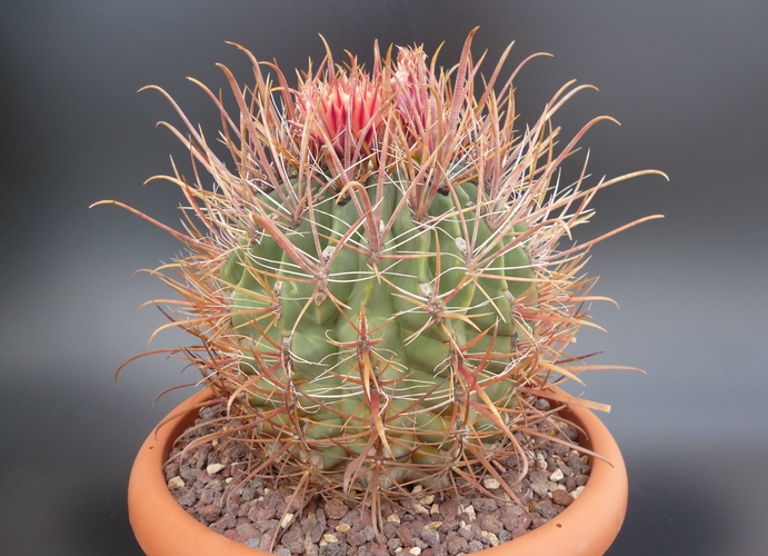 Ferocactus gracilis 