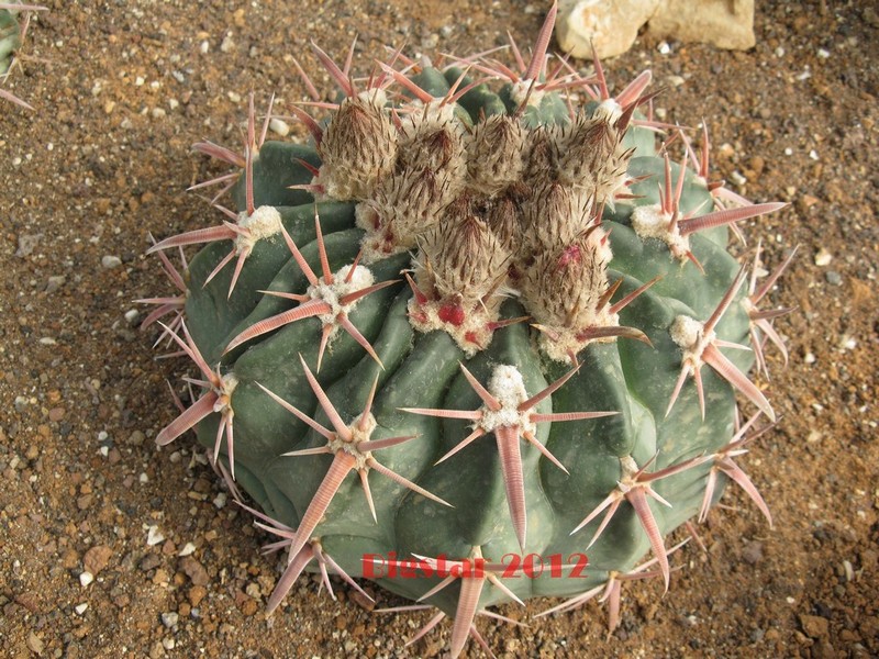 Echinocactus texensis 