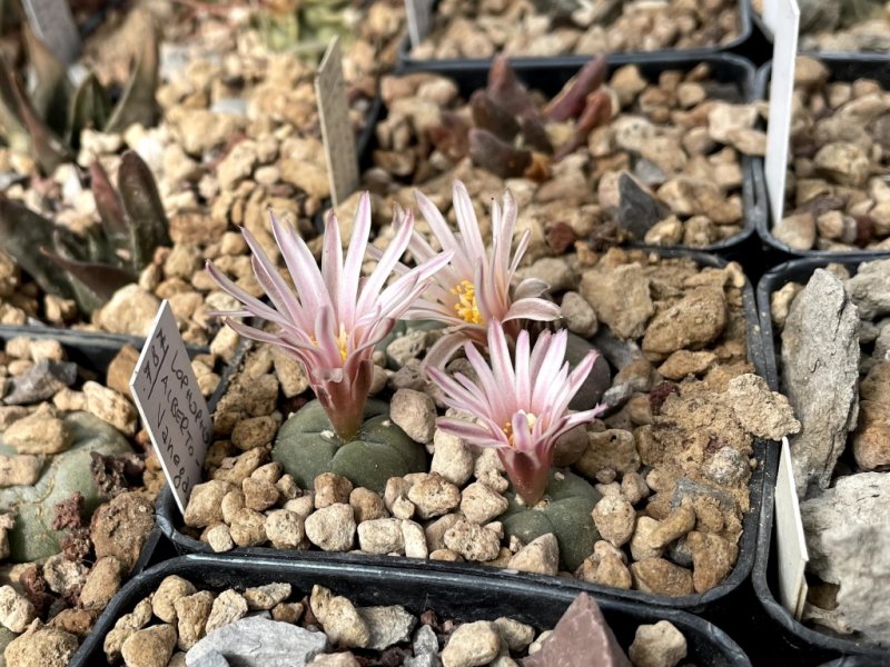 Lophophora alberto-vojtechii 