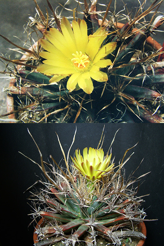 Leuchtenbergia principis 