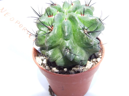 Neoporteria paucicostata 