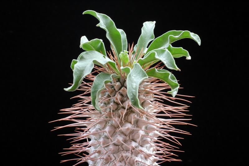 Pachypodium namaquanum 