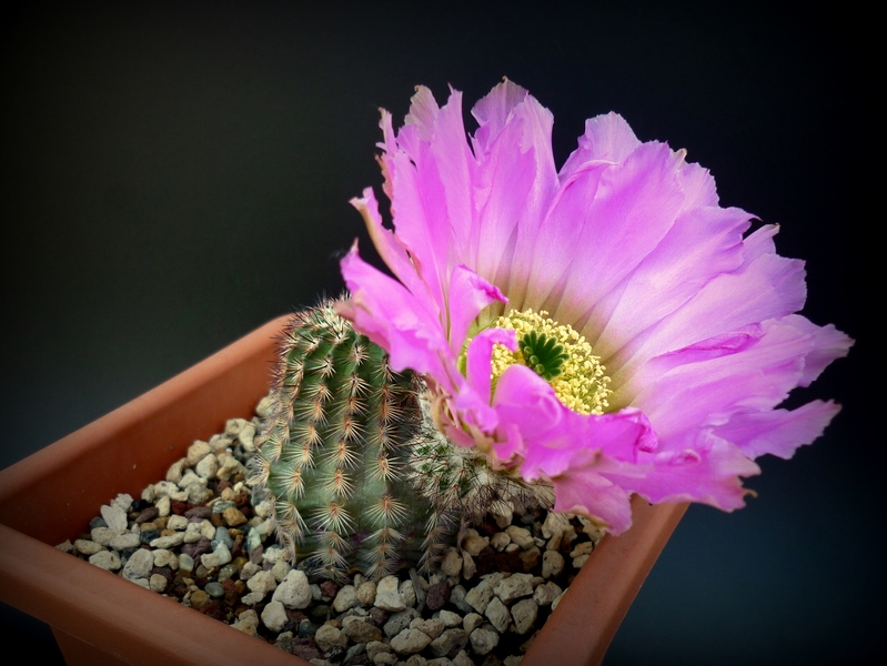 Echinocereus  reichenbachii v. albertii 