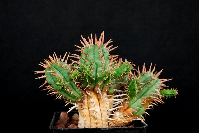 Euphorbia ferox 