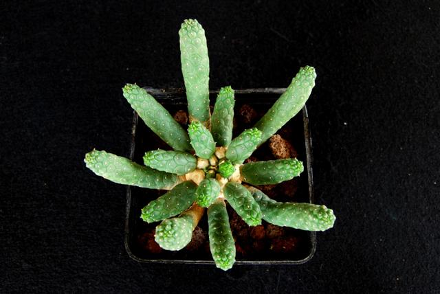 Euphorbia inermis 