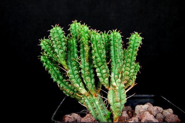 Euphorbia submammillaris f. pfersdorfii 