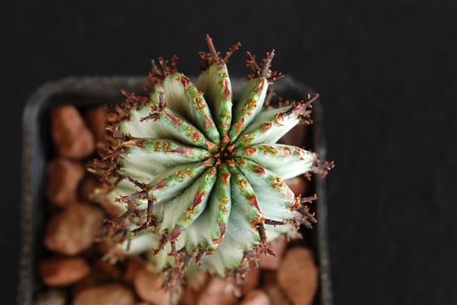 Euphorbia polygona 