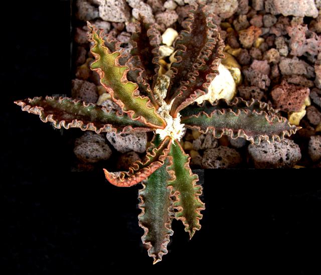 Euphorbia ambovombensis 