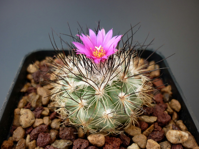 Turbinicarpus viereckii HK 377